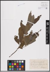 Foto von Salix caprea L. x Salix dasyclados Wimm.